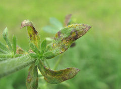 Puccinia punctata