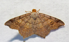 Macaria distribuaria