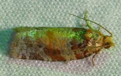 Argyrotaenia kimballi