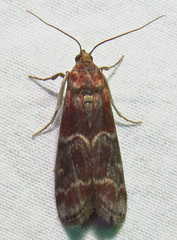 Euzophera ostricolorella