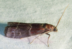 Euzophera ostricolorella