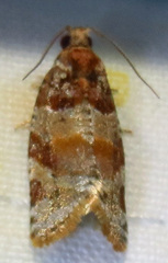 Argyrotaenia kimballi