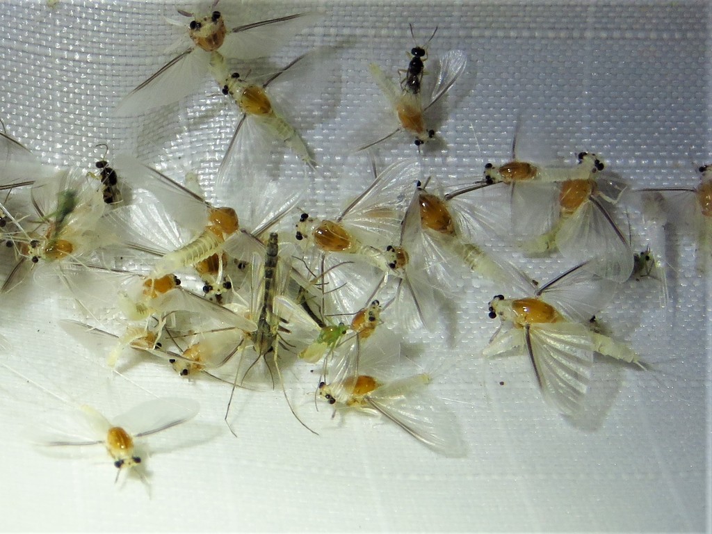 Caenis latipennis