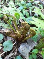 Dryopteris filix-mas