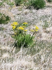 Lomatium grayi