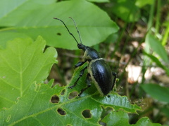 Otiorhynchus vehemens
