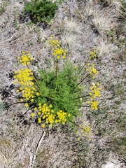 Lomatium grayi