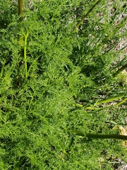 Lomatium grayi