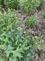 Monarda bradburiana