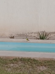 Pitangus sulphuratus