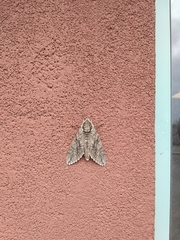 Ceratomia undulosa