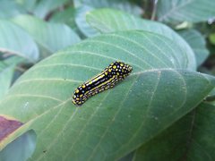 Mimoides thymbraeus aconophos