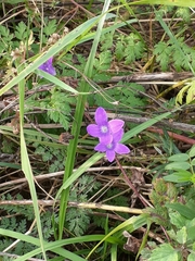 Campanula patula
