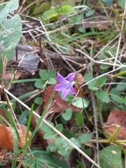 Campanula patula