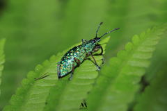 Exophthalmus jekelianus image