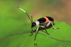 Paratriarius