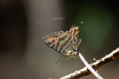 Cigaritis ictis ictis