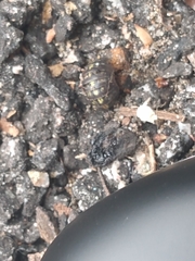 Armadillidium vulgare
