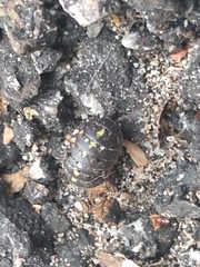 Armadillidium vulgare