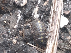 Armadillidium vulgare