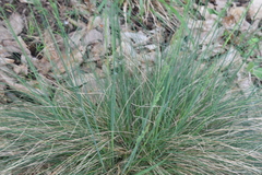 Festuca elegans