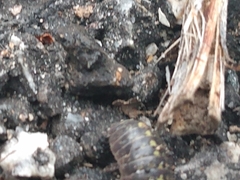 Armadillidium vulgare