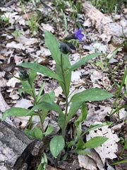 Pulmonaria × notha