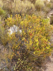 Erica parilis