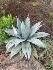 Agave ovatifolia