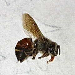 Apis florea