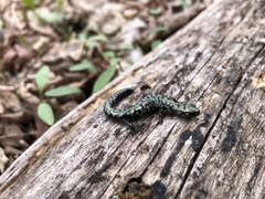 Plethodon welleri