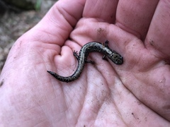 Plethodon welleri