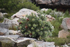Protea magnifica