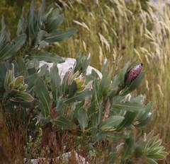 Protea magnifica