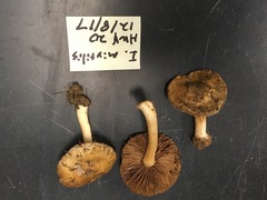 Inocybe mixtilis