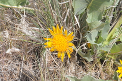 Balsamorhiza serrata