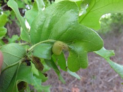 Neuroterus quercusirregularis