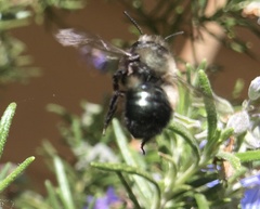 Osmia lignaria