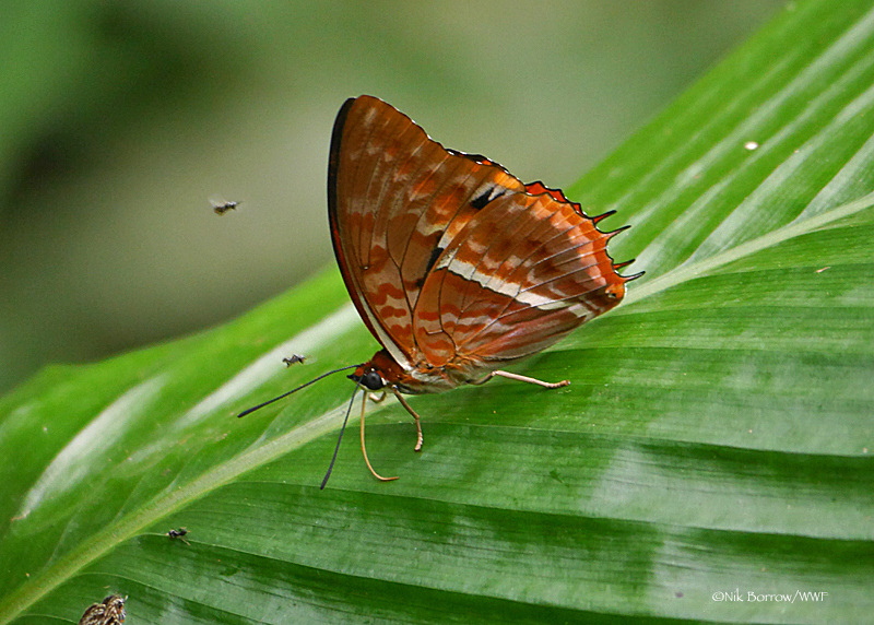 Western Red Charaxes