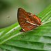 Western Red Charaxes - Photo (c) Nik Borrow, some rights reserved (CC BY-NC), uploaded by Nik Borrow