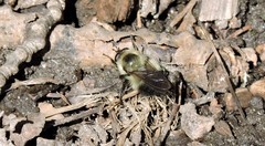 Criorhina