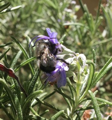 Osmia lignaria