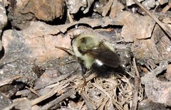 Criorhina