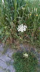 Ammi majus