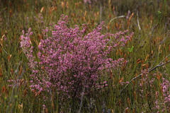 Erica chlamydiflora