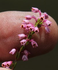 Erica chlamydiflora