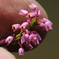 Erica chlamydiflora