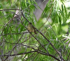 Empidonax occidentalis