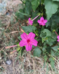 Mirabilis jalapa