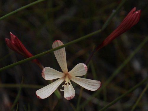 Image of Geissorhiza confusa by (c) Tony Rebelo, some rights reserved (CC BY-SA)